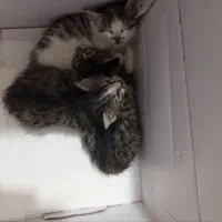 واگذاری بچه گربه دی ای اچ