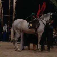 مادیان کرد|اسب و تجهیزات اسبسواری|ابریشم, |دیوار