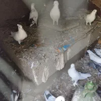 کبوتر پرشی