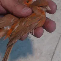 قناری نر و ماده اماده، بخون، سرخ سوخته|پرنده|باغستان, |دیوار