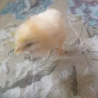 جوجه زرد|موش و خرگوش|قم, ناصردیوان|دیوار