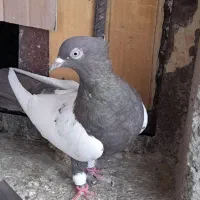 سینه قهوه‌ای ماده سینه سیاه نر معاوضه با قناری