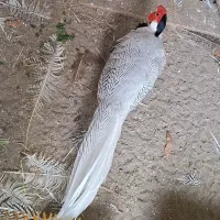 پرنده سیلور نر