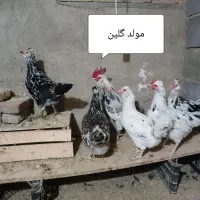 جوجه گلین و پولند|حیوانات مزرعه|همدان, |دیوار