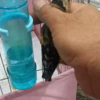 سهره ماده|پرنده|اهواز, طالقانی|دیوار