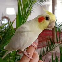 عروس هلندی