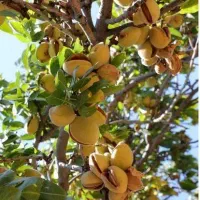 انواع نهال میوه و خشکبار پربار و زودبازده|خدمات باغبانی و درختکاری|قزوین, |دیوار
