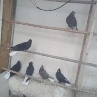 کبوتر دمسفید جوجه
