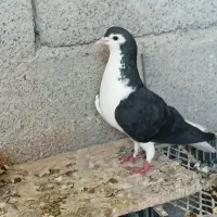 ماده