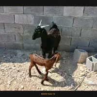 گیسه جوان  کهره دار
