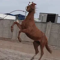 مادیان|اسب و تجهیزات اسب‌سواری|رباط‌کریم, شهرک صنعتی نصیرآباد|دیوار