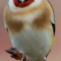 جوجه قناری باغی