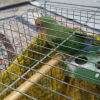 طوطی برزیلی|پرنده|رباطکریم, مسکن مهر آبشناسان|دیوار