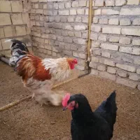 خروس نژاد برهما