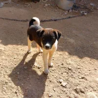 سگ پشمالو پاکوتاه|سگ|شیروان (خراسان), |دیوار