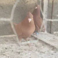 نرماده زرد دم سفید