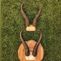 شاخ مصنوعی|مجسمه، تندیس، ماکت|اصفهان, بهارستان|دیوار