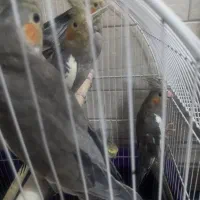 عروس هلندی