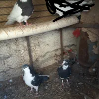 طوقی امری شیرازی پلنگ خوشکل بدون عیب|پرنده|رفسنجان, |دیوار