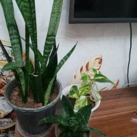 گلهای خانه من