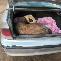 توغلی ، گوسفند همه رقم قربانی|حیوانات مزرعه|اردبیل, |دیوار