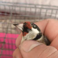 سهره ماده سرحال