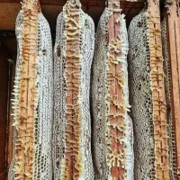 فروش زنبور عسل آلمانی