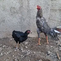 لاری اوشامو