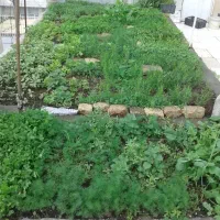 خاک باغچه درجه 1مخصوص باغچه ودرختکاری بانیسان|خدمات باغبانی و درختکاری|زاهدان, |دیوار