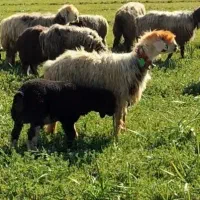 یک جفت شیشک زاییده میش قوچ بره