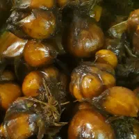 سیر ترشی