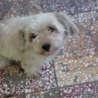 سلام سگ تربیت شده