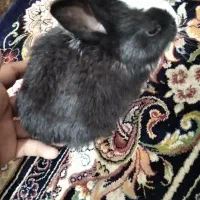 خرگوش|موش و خرگوش|آبادان, |دیوار