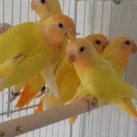 کوتوله اوپال زردسرودم نارنجی خالص