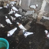 کفتر قوطی|پرنده|قرچک, مهدیه|دیوار