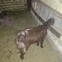 میش و بره  چاق وگیسه ابستن|حیوانات مزرعه|رفسنجان, |دیوار