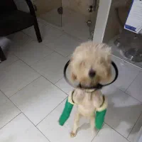 واگذاری سگ‌ نژاددار به صورت رایگان