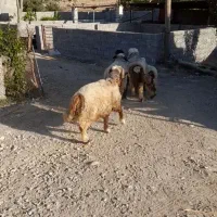 قوچ