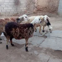 ۴عدد شک عروسک|حیوانات مزرعه|نهاوند, |دیوار