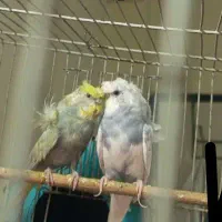 جفت مرغ عشق پروانه ای