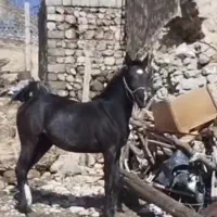 باسلام یک راس کره مادیون درجه یک