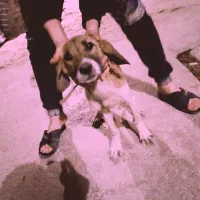 توله قیمت ۵۵۰۰