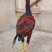 جوجه خروس لاری