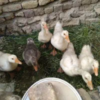 دو غاز بزرگ ۱ساله و ۷تا جوجه دوماهه