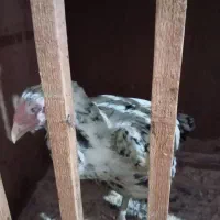 مرغ خروس|حیوانات مزرعه|رشت, پل تالشان|دیوار