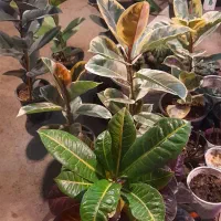 گلخانه سالار|خدمات باغبانی و درختکاری|کوچصفهان, |دیوار