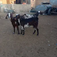 سه راس بز جوان داشتی|حیوانات مزرعه|گنبد کاووس, |دیوار