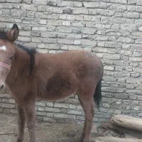 کره اسب 5 و6 ماه