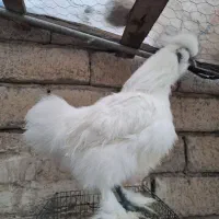 خروس های ابریشمی|حیوانات مزرعه|میانه, |دیوار