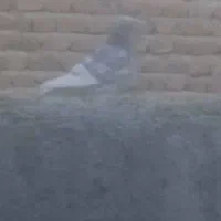 ین کبوتر گمشده|حیوانات|بناب, |دیوار